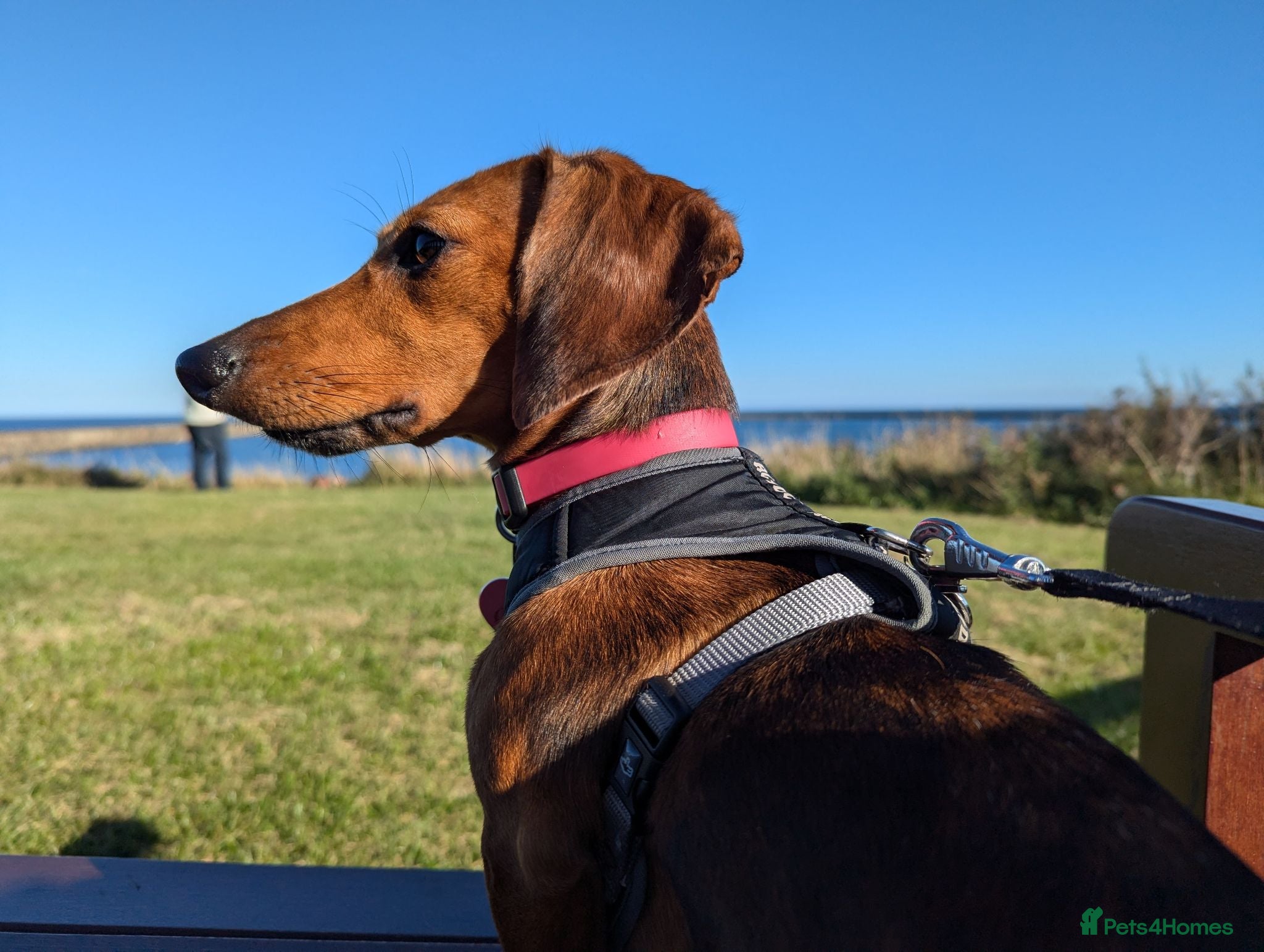 Mixed Breed dogs Unique Litter Miniature Dachshund & "Dameranian" - Advert 1