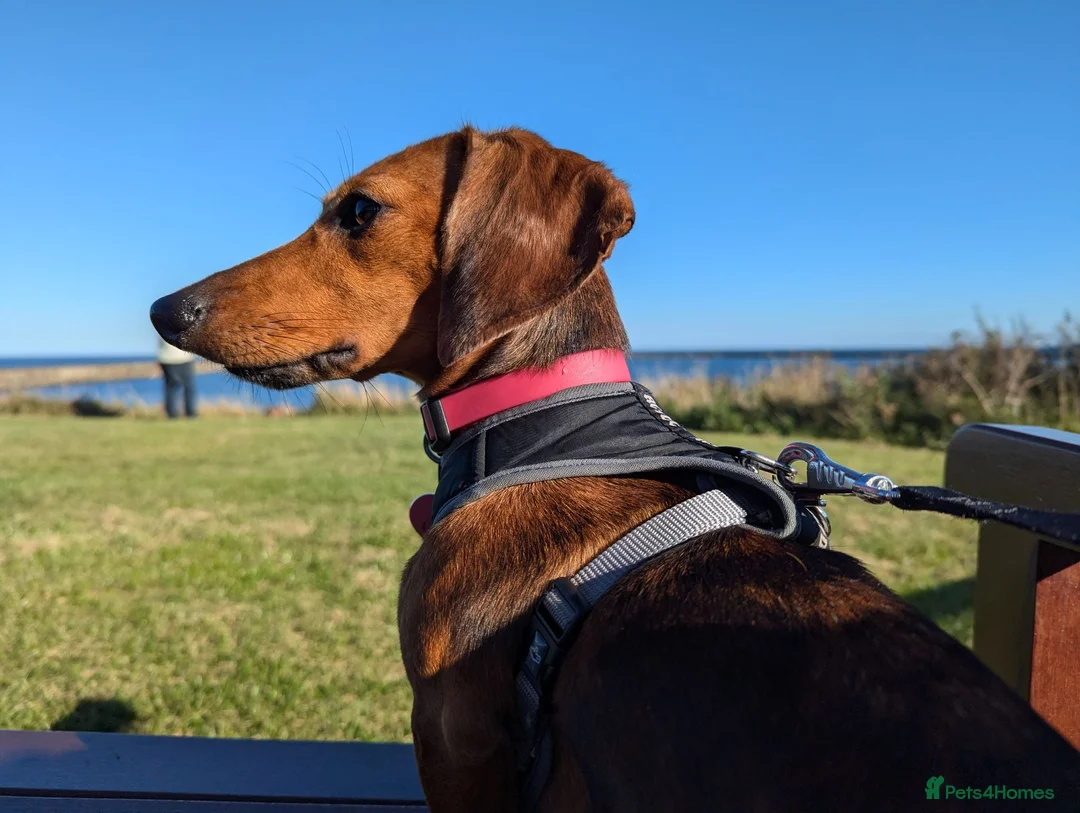 Mixed Breed dogs for sale: Unique Litter Miniature Dachshund & "Dameranian" - Advert 1