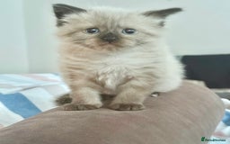 Ragdoll cats for sale: Boy Ragdoll !!reserved!! - Image 4
