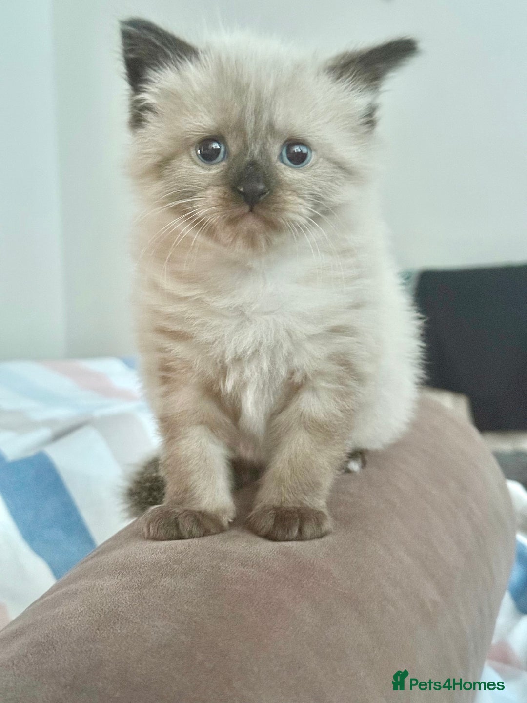 Ragdoll cats for sale: Boy Ragdoll !!reserved!! - Image 4
