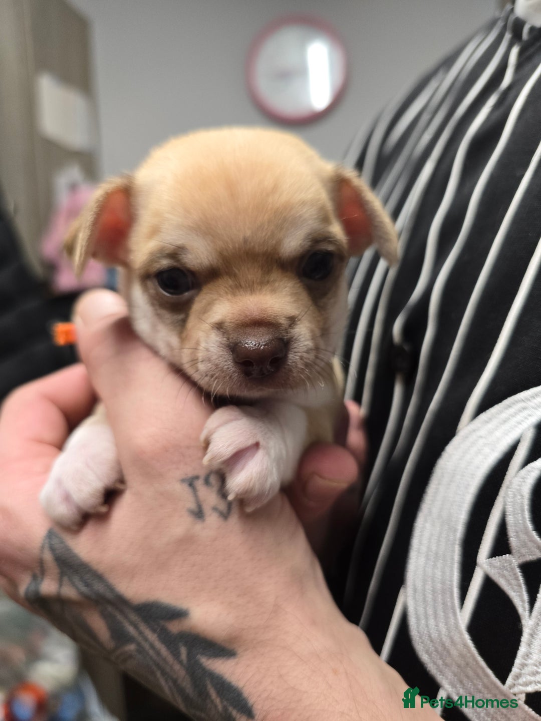 Chihuahua dogs for sale: Chihuahua pedigree pups. Not KC. - Image 38