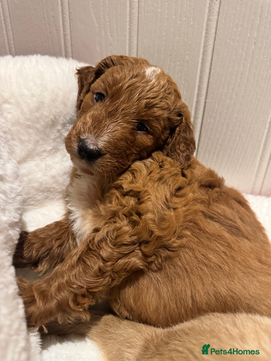 Mixed Breed dogs for sale: Golden Bernedoodles 🐶 - Advert 11