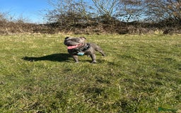Staffordshire Bull Terrier dogs for sale: Blue and Black Staffordshire Bull Terriers - Image 5
