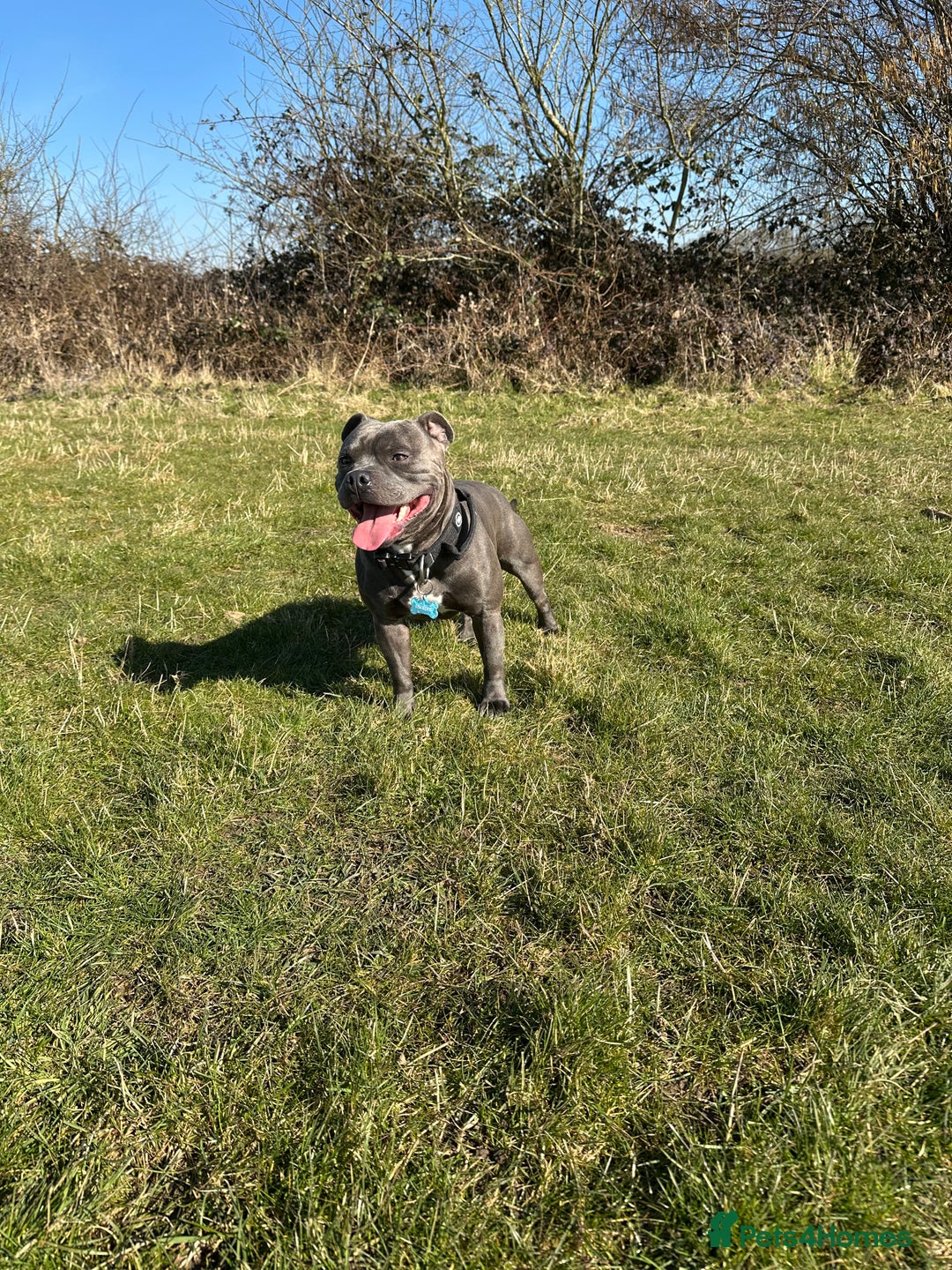 Staffordshire Bull Terrier dogs for sale: Blue and Black Staffordshire Bull Terriers - Image 5
