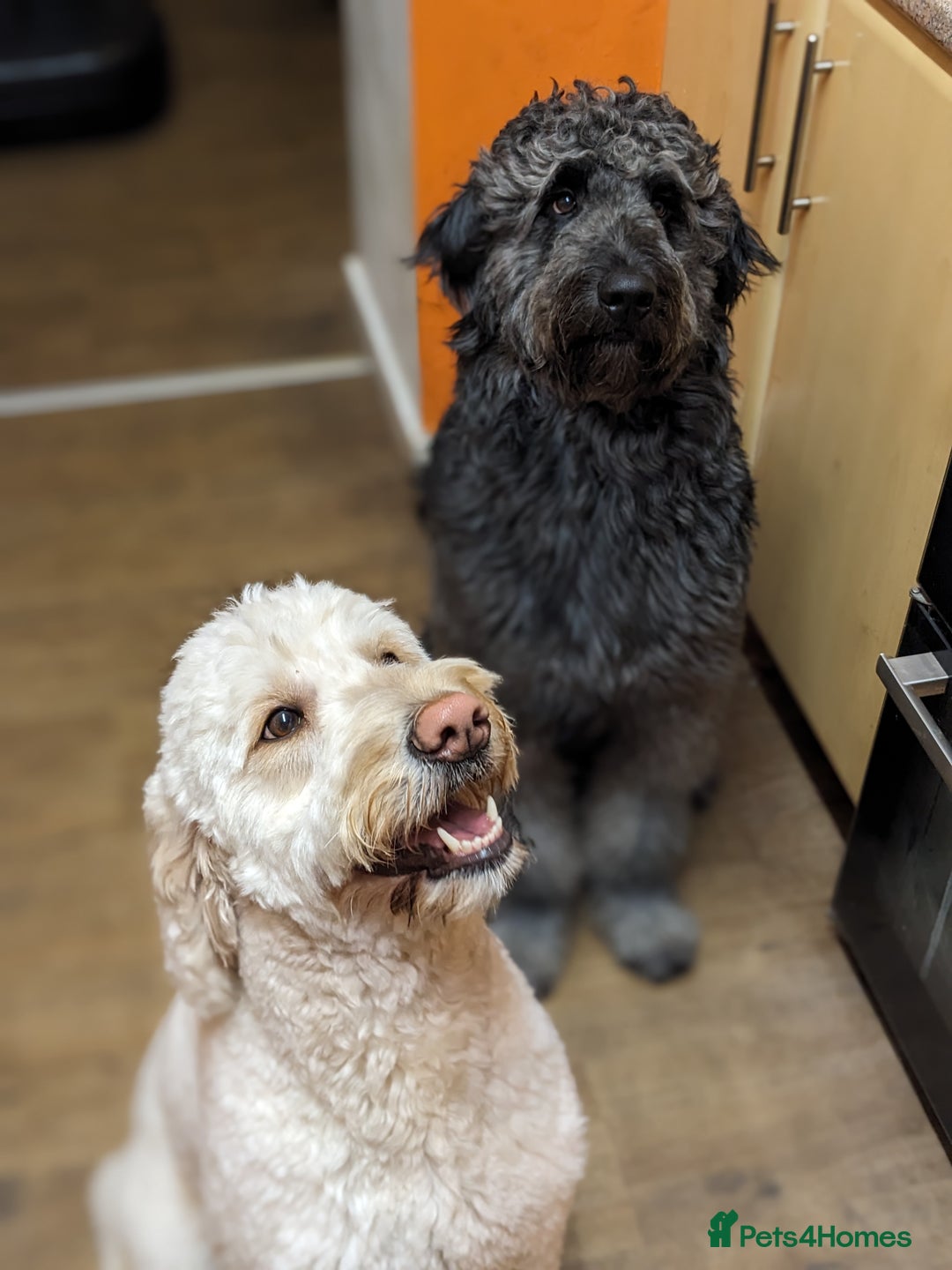 Goldendoodle dogs for stud: Frankie doodle for stud only.   - Image 6