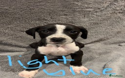 Mixed Breed dogs for sale: Dalmatianxboxer puppies  - Image 25