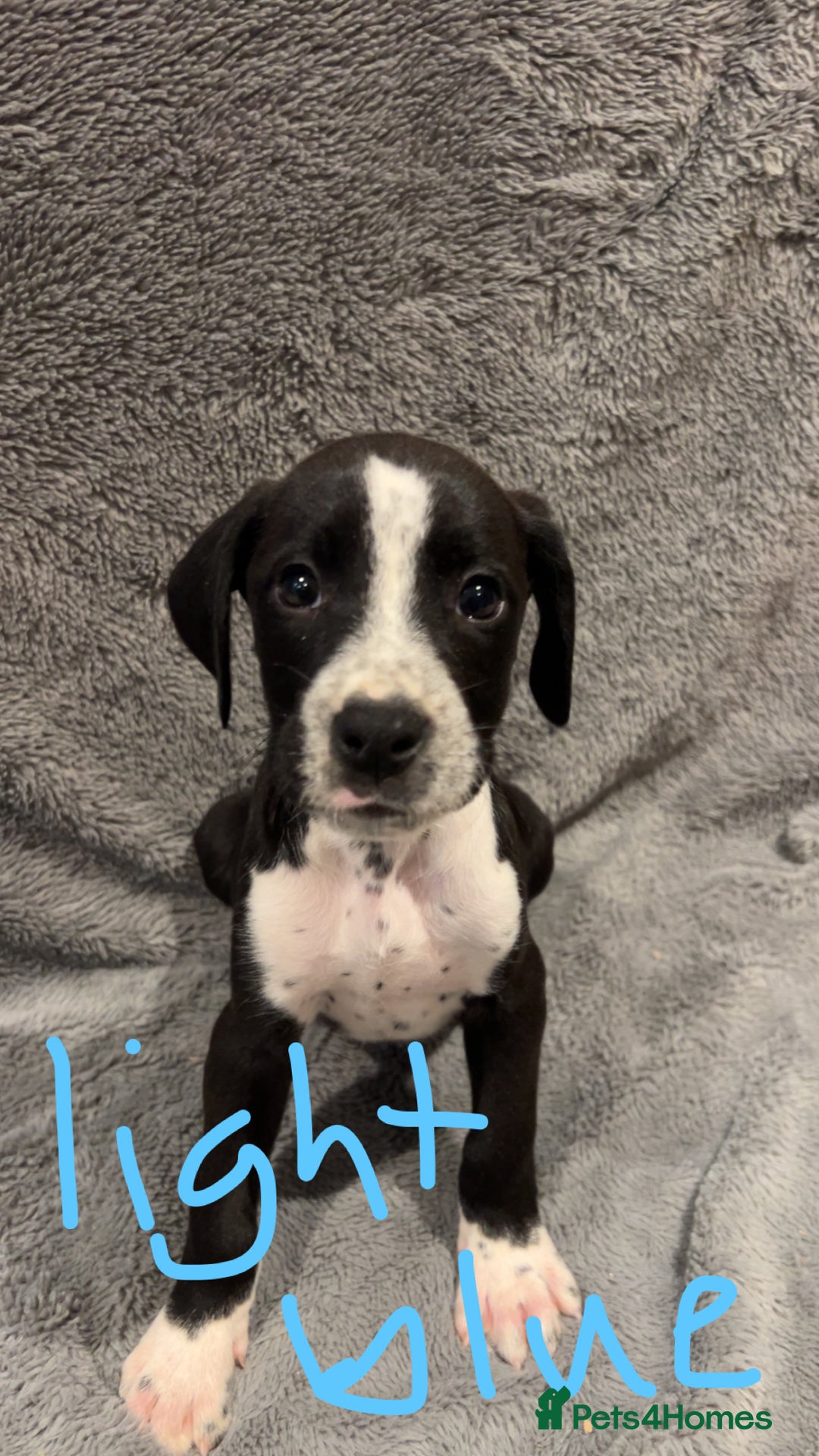 Mixed Breed dogs for sale: Dalmatianxboxer puppies  - Image 25