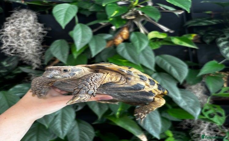Tortoise reptiles - Advert 13