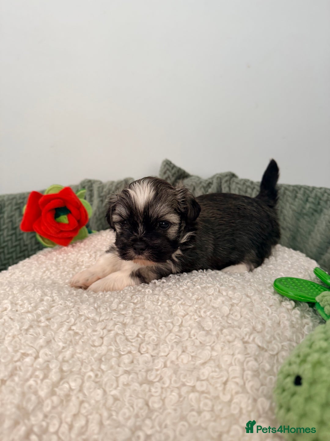 Lhasa Apso dogs for sale: Beautiful litter of KC Lhasa Apso puppies  - Advert 4