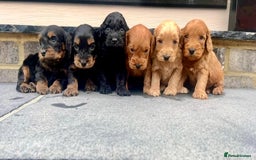 Cockapoo dogs for sale: ADORABLE COCKAPOO PUPPYS BOTH KC PARENTS ARE HERE  - Image 1