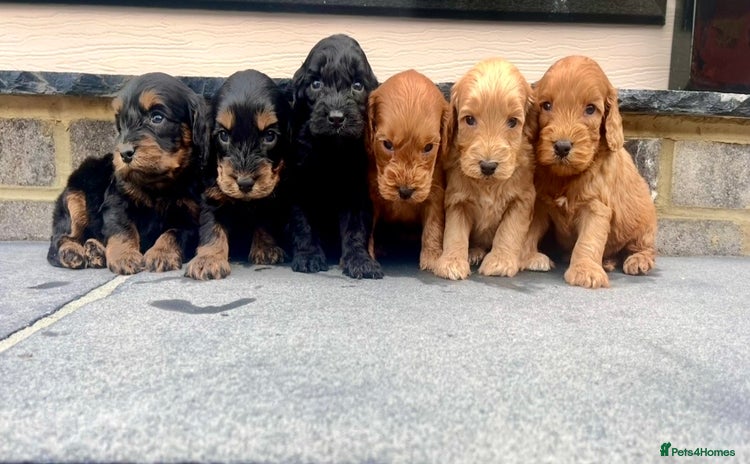 Cockapoo dogs - Advert 4