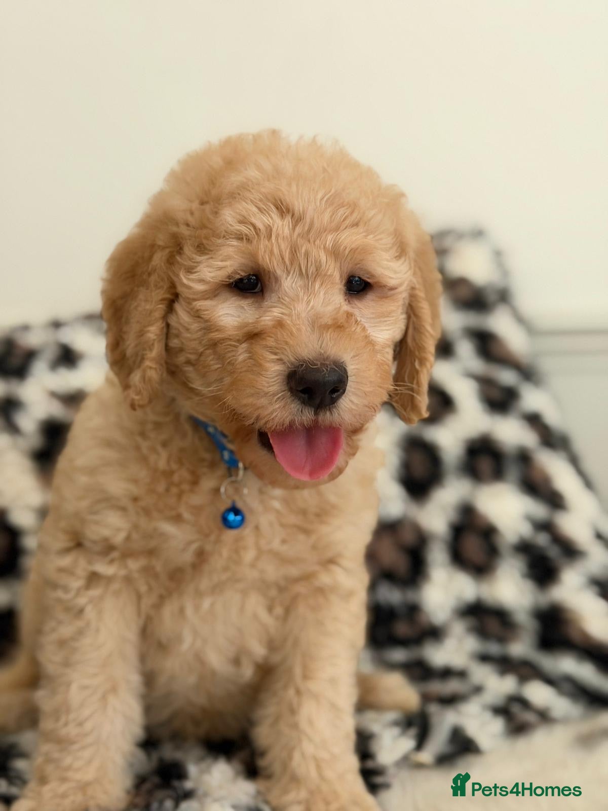 Labradoodle dogs Adorable Standard Labradoodle Puppies - Advert 1