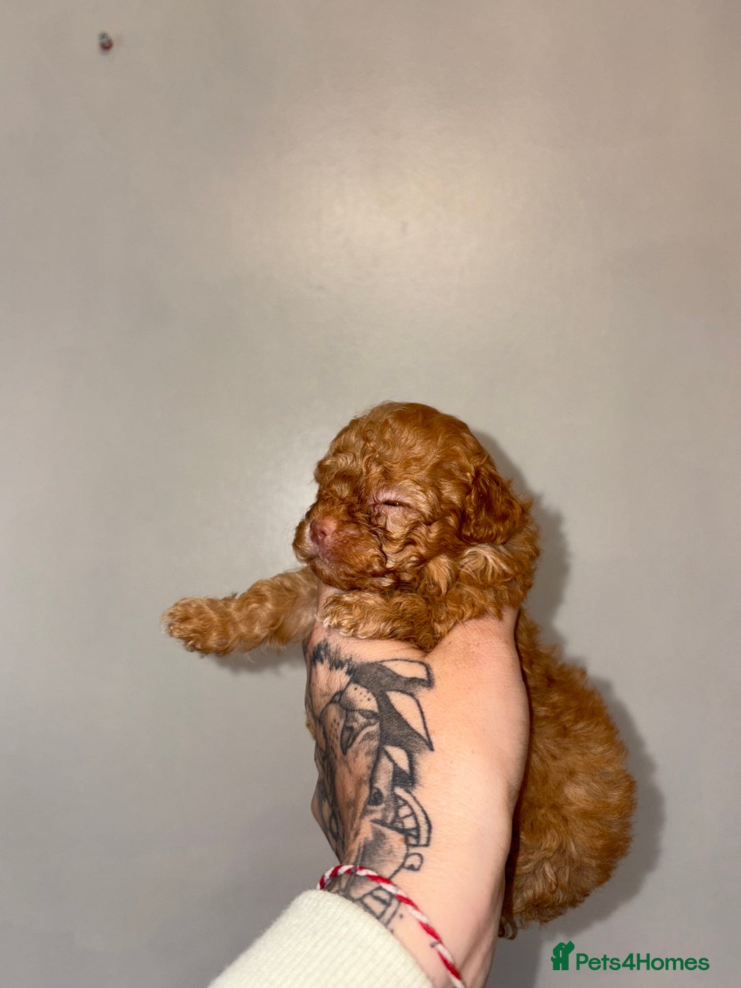 Shihpoo dogs for sale: Shihpoo - Image 8