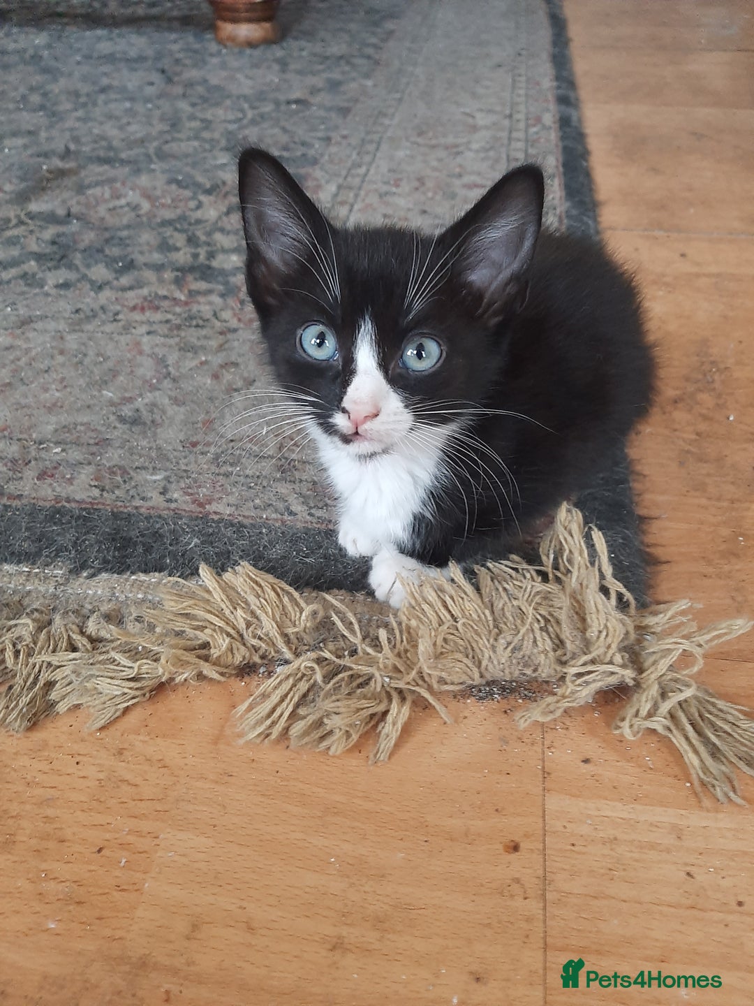 Mixed Breed cats for sale: Hooligans for sale - Advert 2