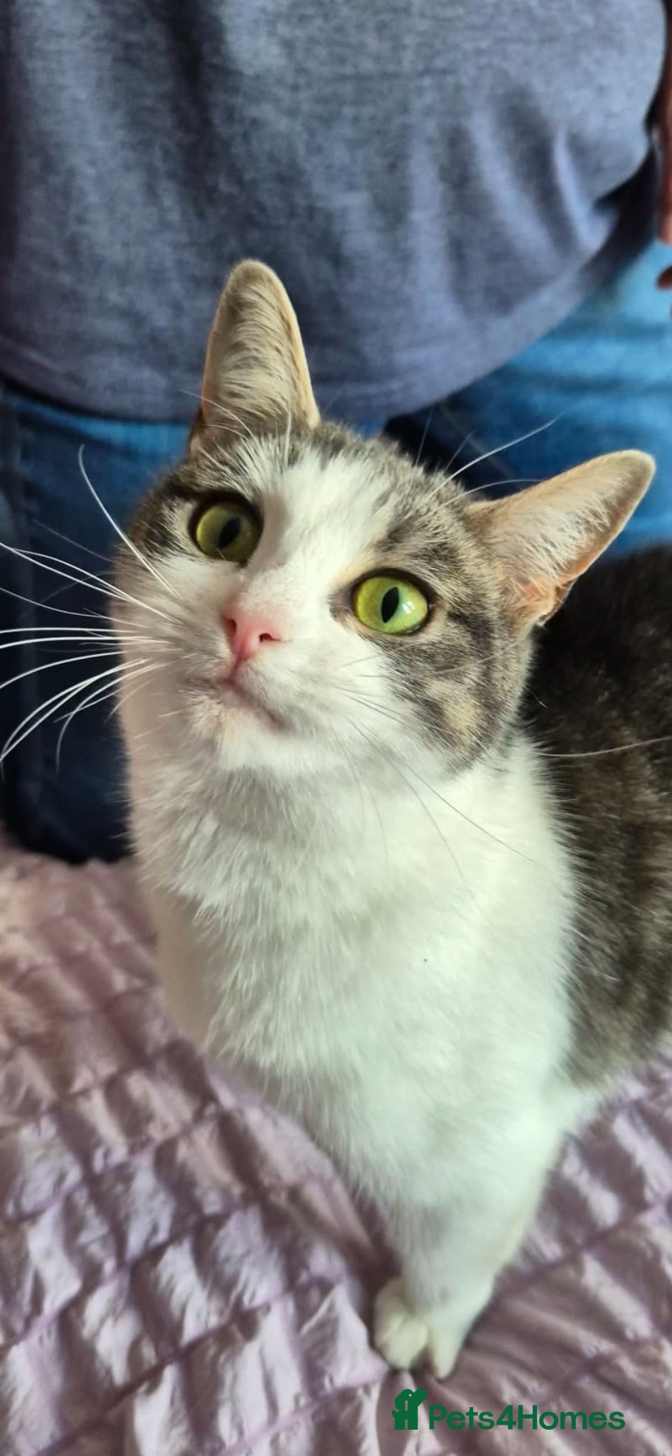 Mixed Breed cats Meet piglet - Advert 2