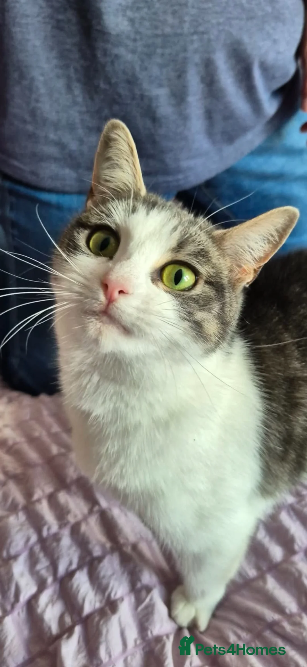 Mixed Breed cats for sale: Meet piglet - Advert 1