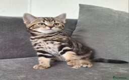 British Shorthair cats for sale: British Shorthair kitten  - Image 4