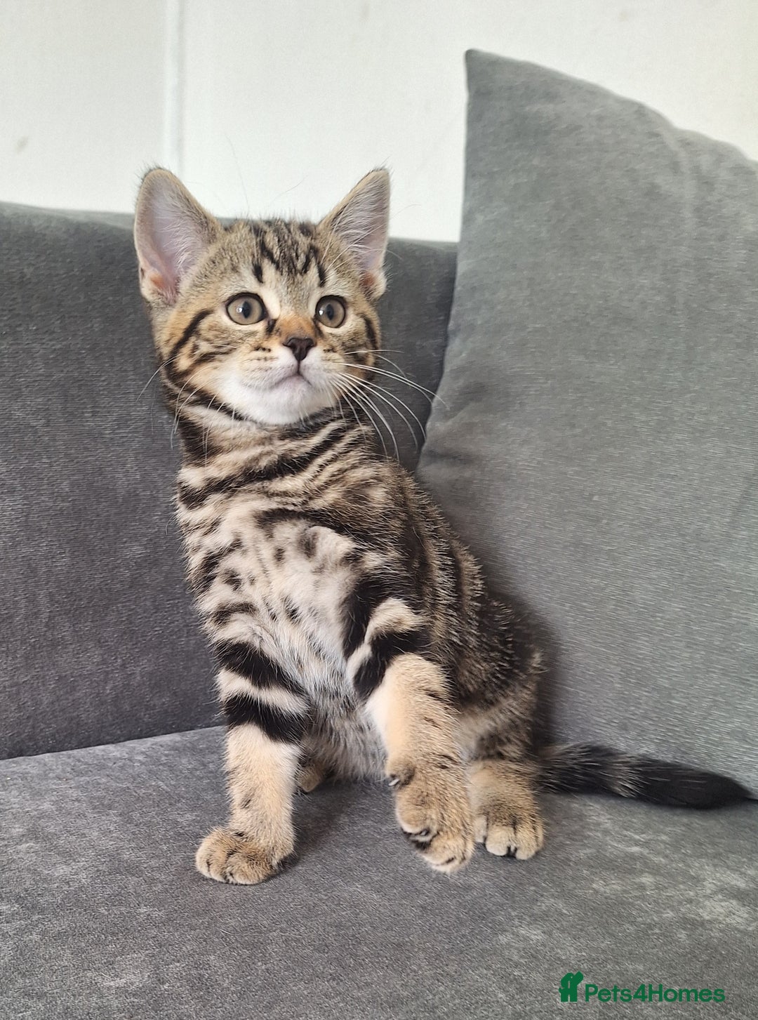 British Shorthair cats for sale: British Shorthair kitten  - Image 4