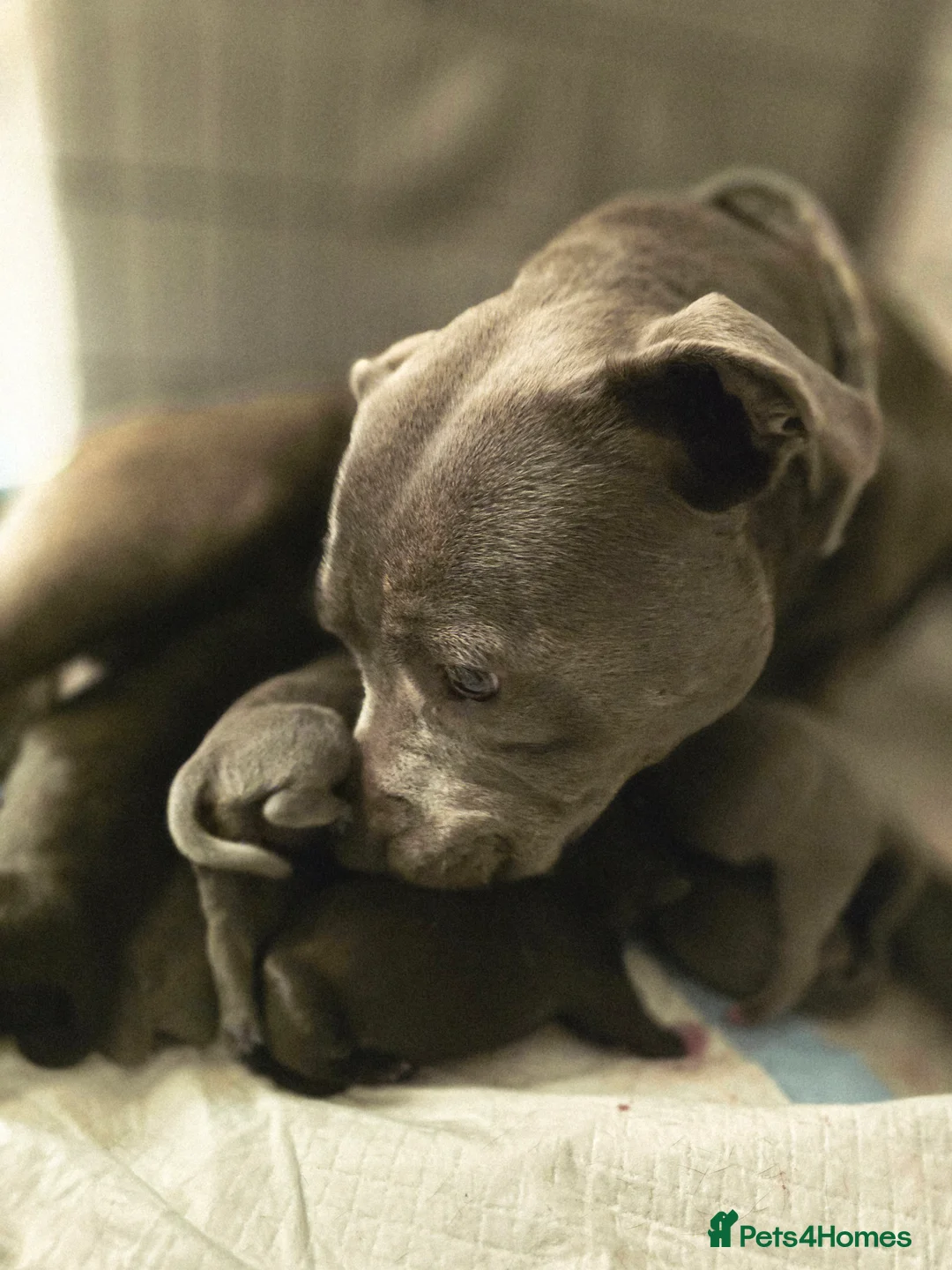 Staffordshire Bull Terrier dogs for sale: KC REGISTERED Staffordshire-bull-terrier Puppies  - Advert 3