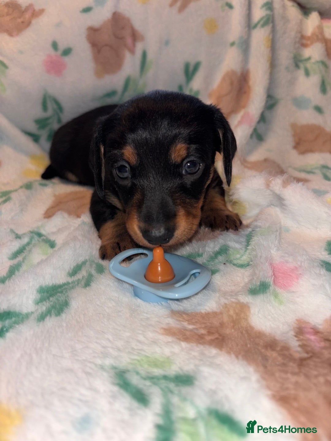 Miniature Dachshund dogs for sale: Dreamy miniature dachshunds  - Advert 21