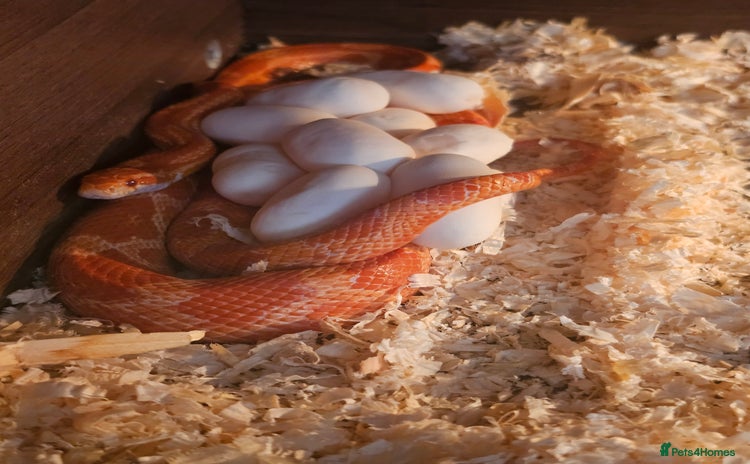 Corn Snake reptiles - Advert 2