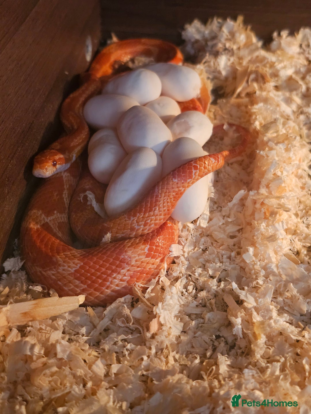Corn Snake reptiles for sale: Beautiful corn snakes  - Image 1