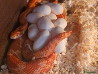Corn Snake reptiles - Advert 5