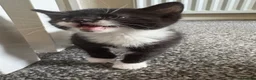 Domestic Shorthair cats for sale: Beautiful kittens for sale  in Pontefract - Advert 3
