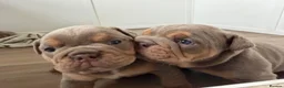 English Bulldog dogs for sale: 💜🐾 LILAC TRI ENGLISH BULLDOG PUPPIES 🐾💜 - Advert 5