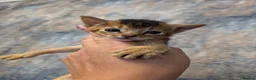 Abyssinian cats for sale: Abyssinian Kittens From Champion Bloodlines - Advert 7