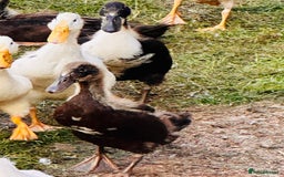 Ducks poultry for sale: Indian Runner Ducks - READY NOW 😊 - Image 5
