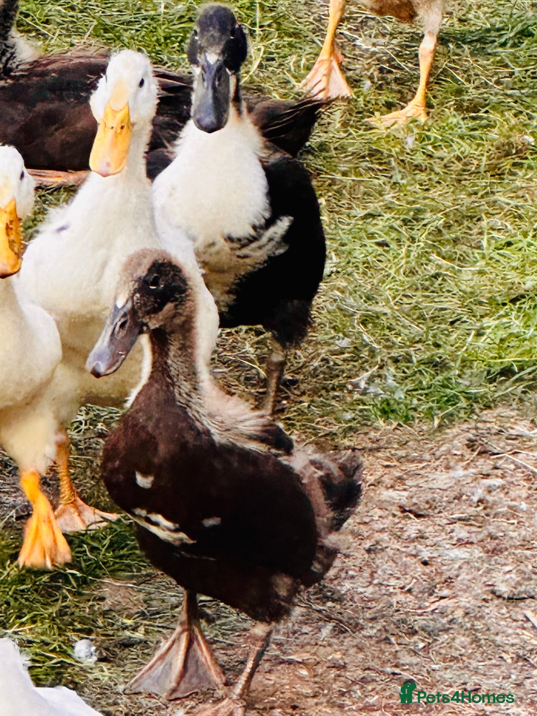 Ducks poultry for sale: Indian Runner Ducks - READY NOW 😊 - Image 5