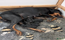 Dobermann dogs for sale: Gorgeous Doberman Pups - Image 8