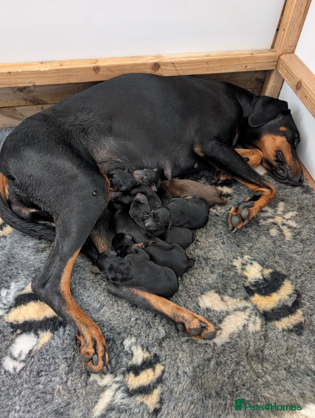 Dobermann dogs for sale: Gorgeous Doberman Pups - Image 8