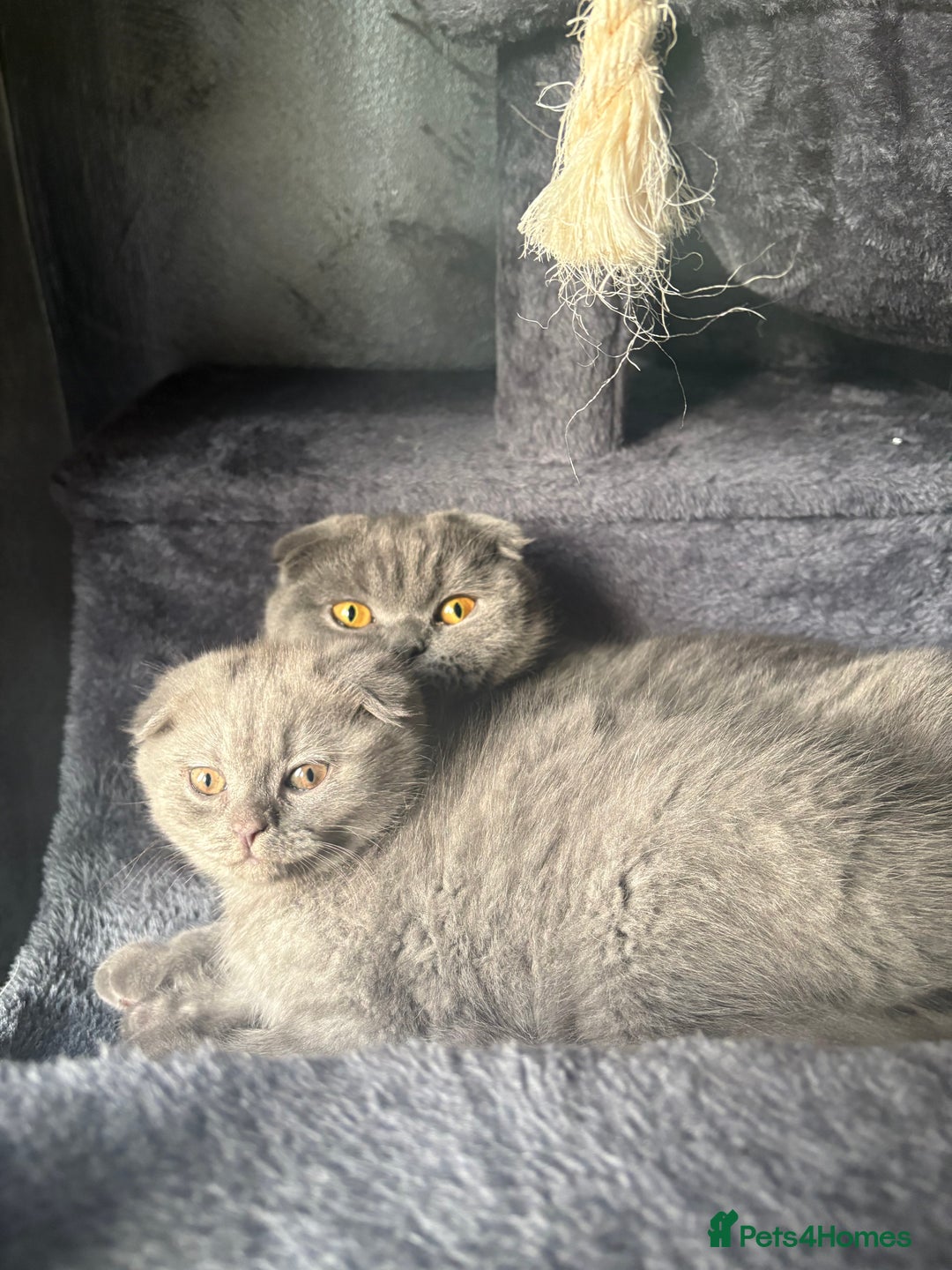 Scottish Fold cats for sale: Scottish Fold kitten - Advert 7
