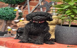 Cockapoo dogs for sale: 3 healthy phantom F1B cockapoo boys for sale  - Image 15