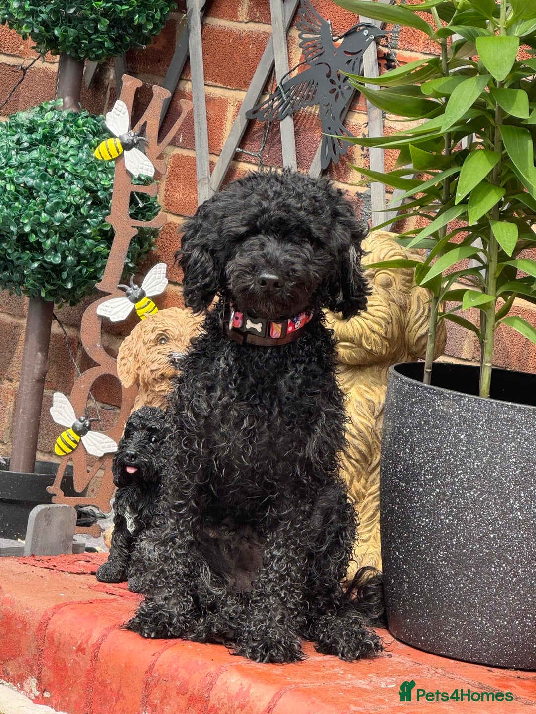 Cockapoo dogs for sale: 3 healthy phantom F1B cockapoo boys for sale  - Image 15