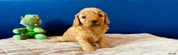 Cockapoo dogs for sale: Cockapoo puppy's from health checked parents - Advert 25