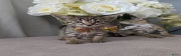 British Shorthair cats for sale: British short hair Savannah X  - Advert 15