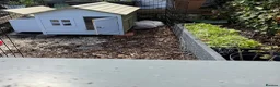 Hens poultry for sale: 3 Lavender Silkie hens - inc hen house - feed etc  - Advert 4