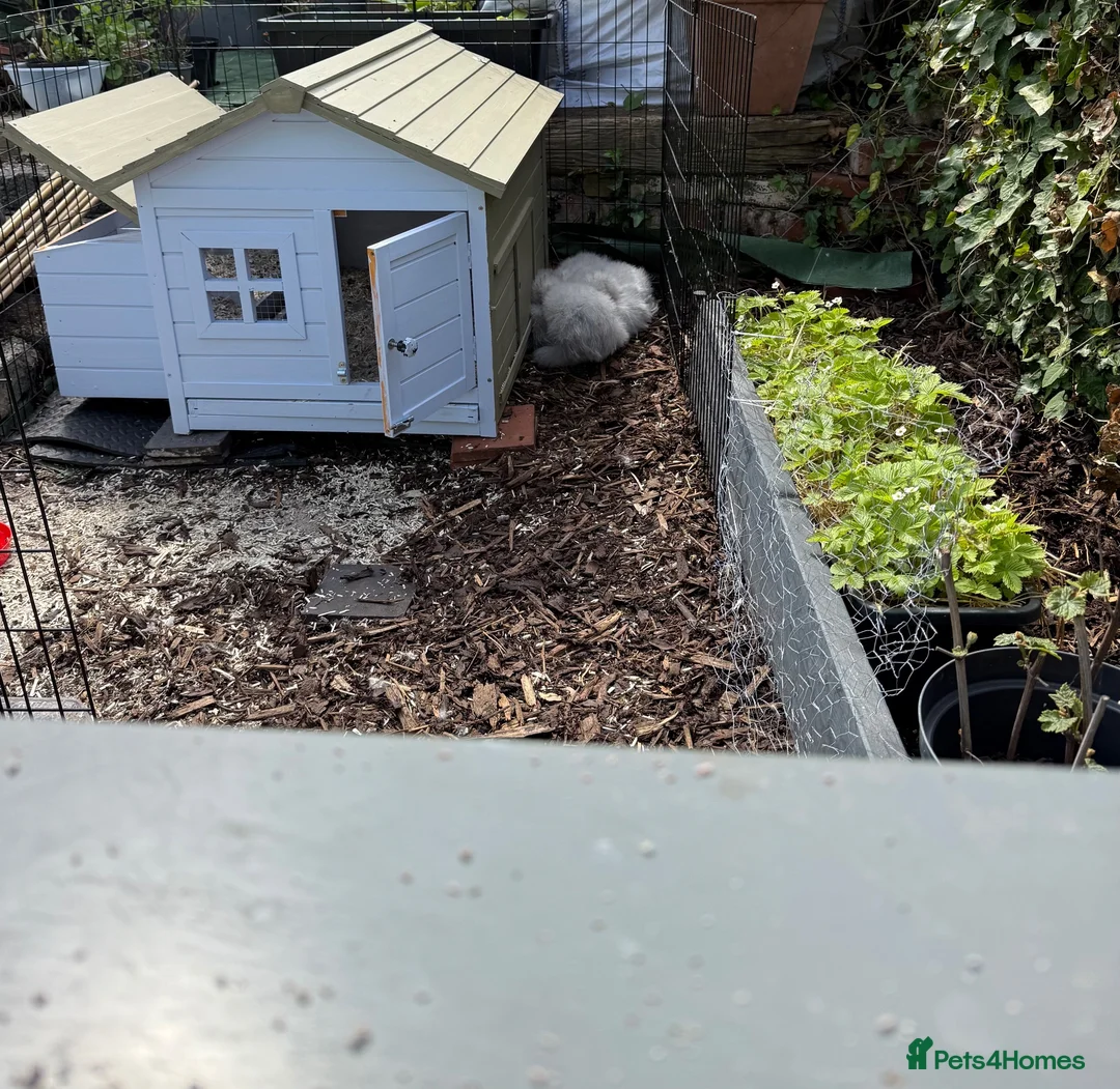 Hens poultry for sale: 3 Lavender Silkie hens - inc hen house - feed etc  - Advert 4