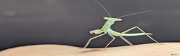 Praying Mantis invertebrates for sale: Egyptian pygmy mantis  - Advert 3