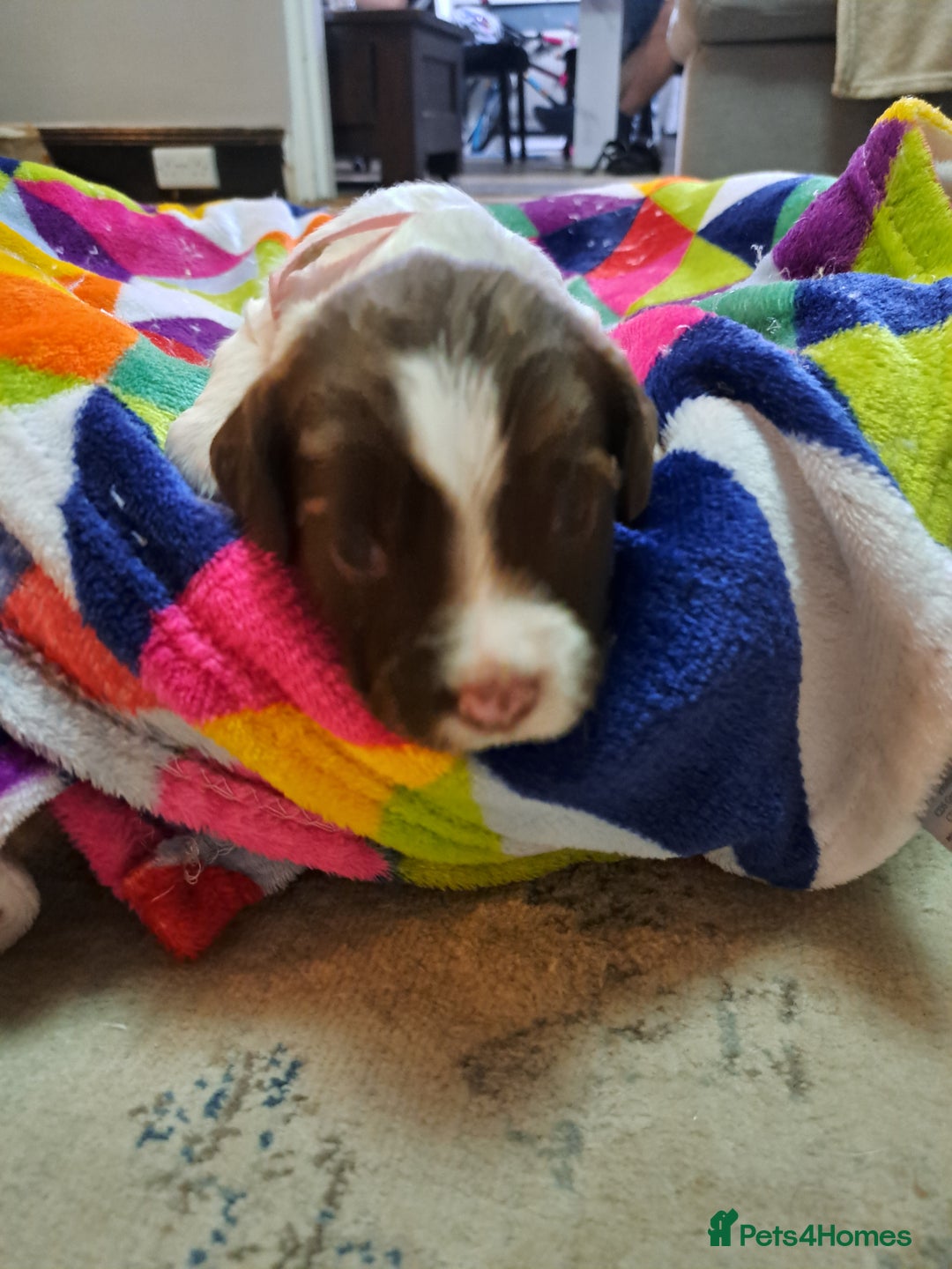 English Springer Spaniel dogs for sale: English springer spaniel pups - Image 11