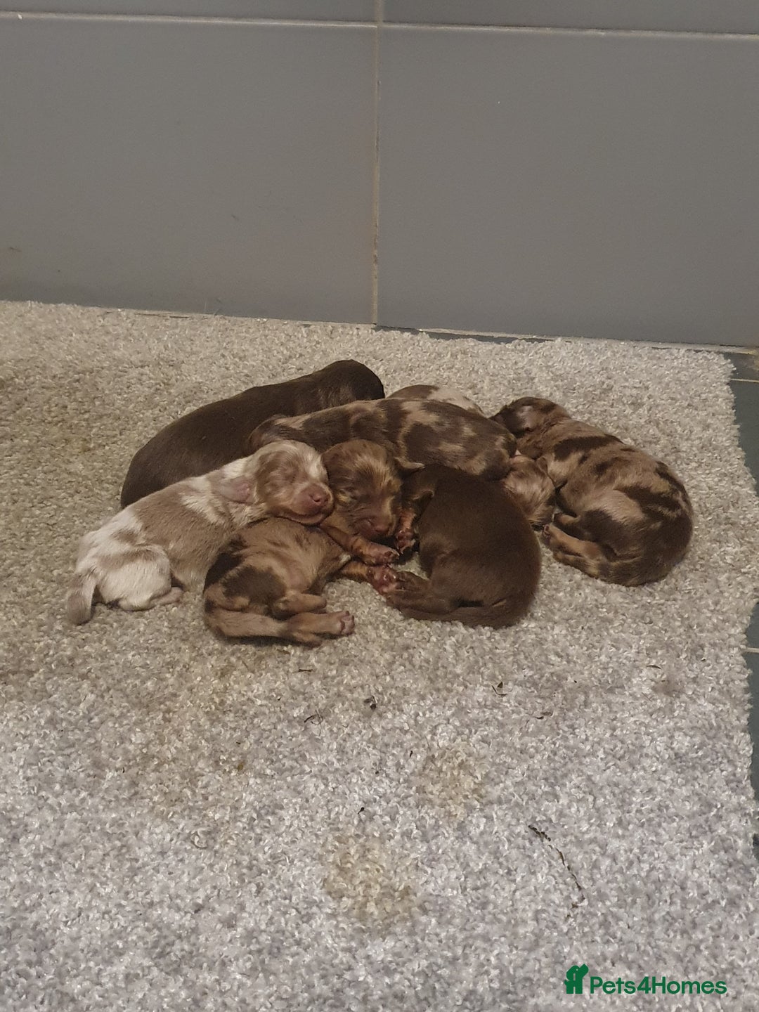 Dachshund dogs for sale: Fluffy daschund puppies  - Advert 2