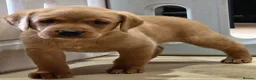 Labrador Retriever dogs for sale: 2 BEAUTIFUL CHUNKY KC REG FOX RED LABRADORS - Advert 8