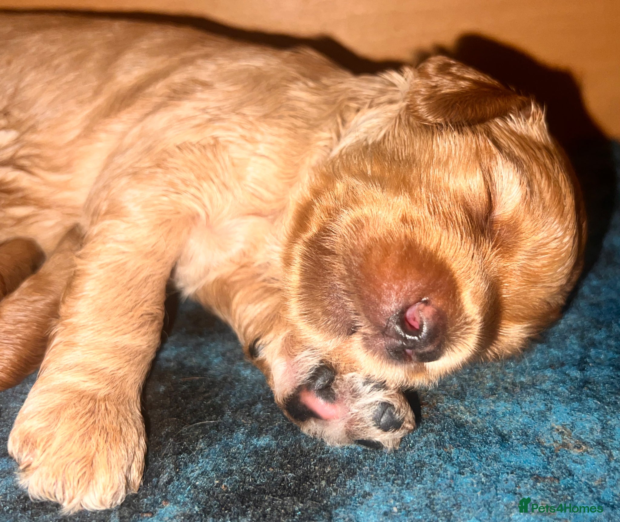 Australian Labradoodle dogs Tiny Tails,Big♥️Australian labradoodle - Advert 2