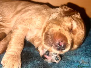 Australian Labradoodle dogs Tiny Tails,Big♥️Australian labradoodle - Advert 2