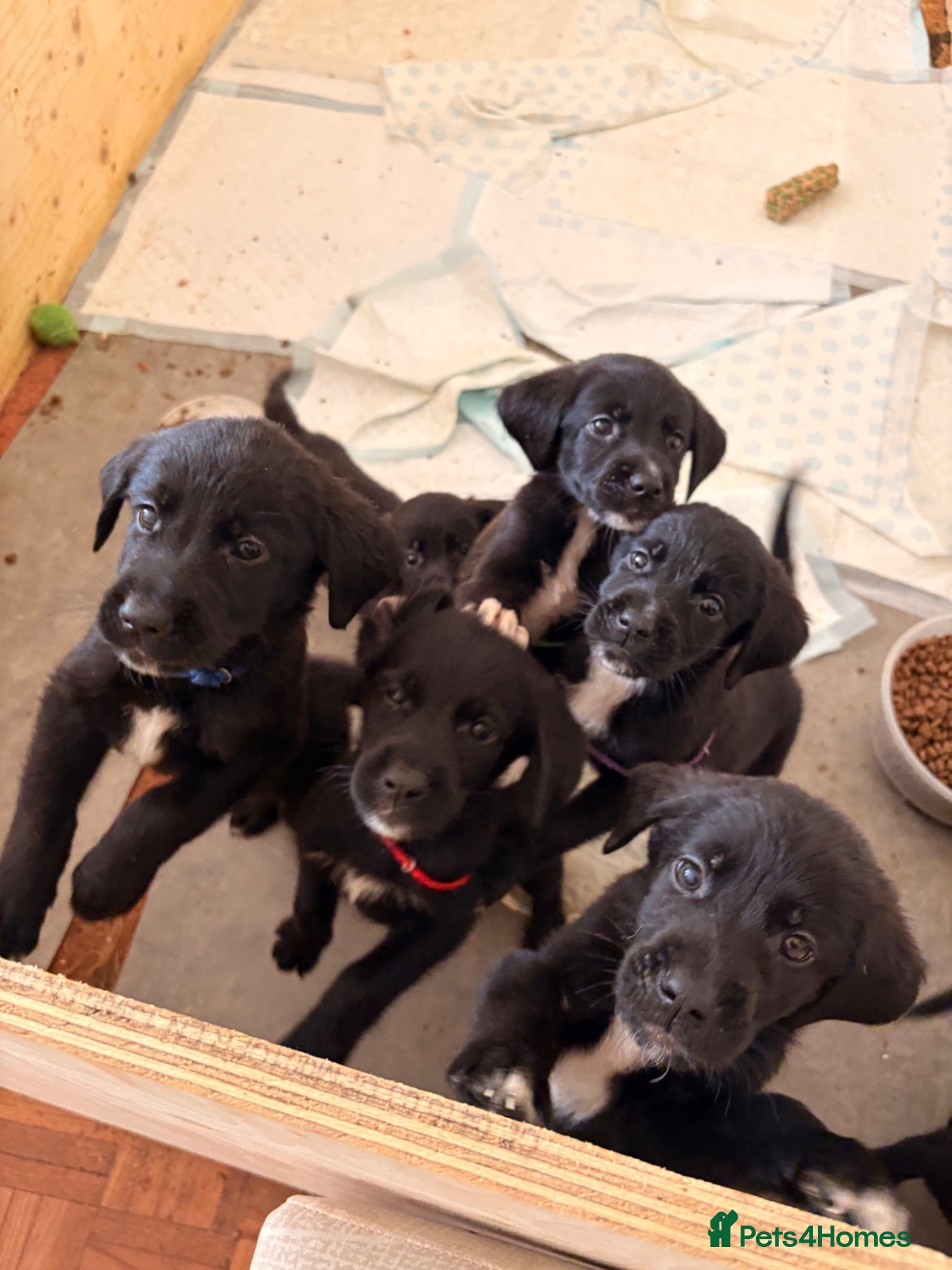 Mixed Breed dogs Urgent- Ready next week - Lab Puppies - Advert 2
