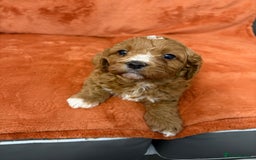 Cavapoo dogs for sale: 4 F1 Cavapoo puppies  - Image 5