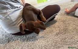 Dachshund dogs for sale: Puppy  - Image 4